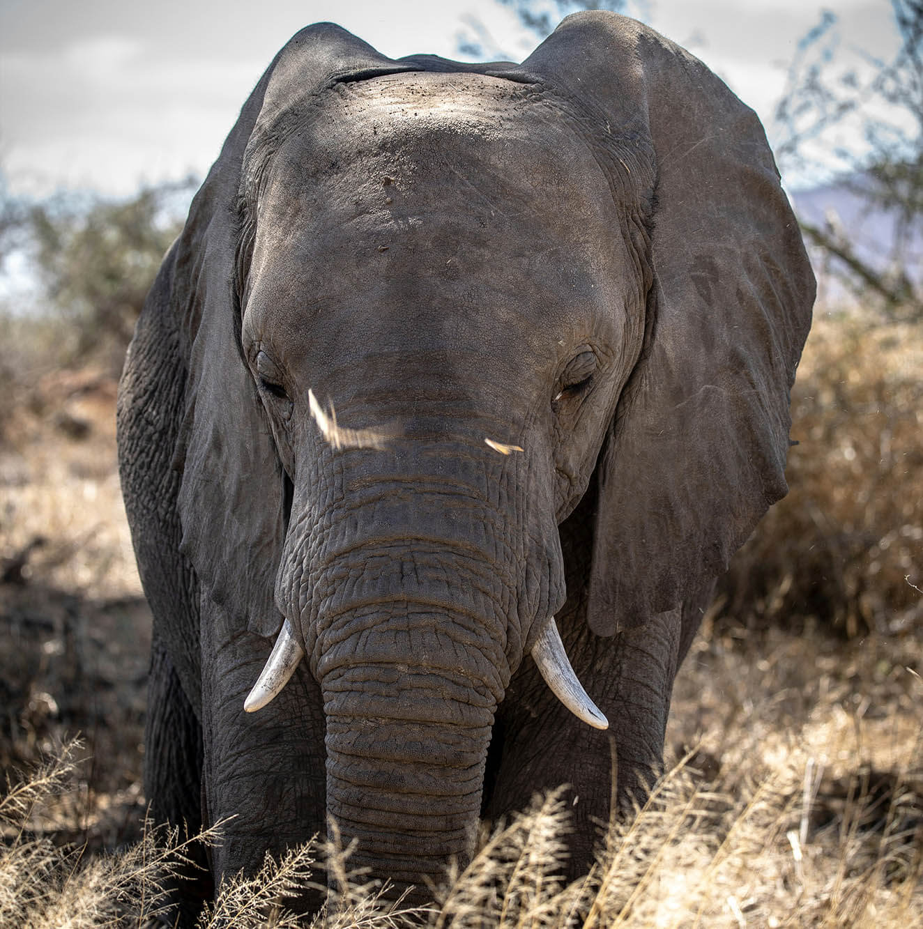 Guided Safari Tour in Namibia with Professional Guide