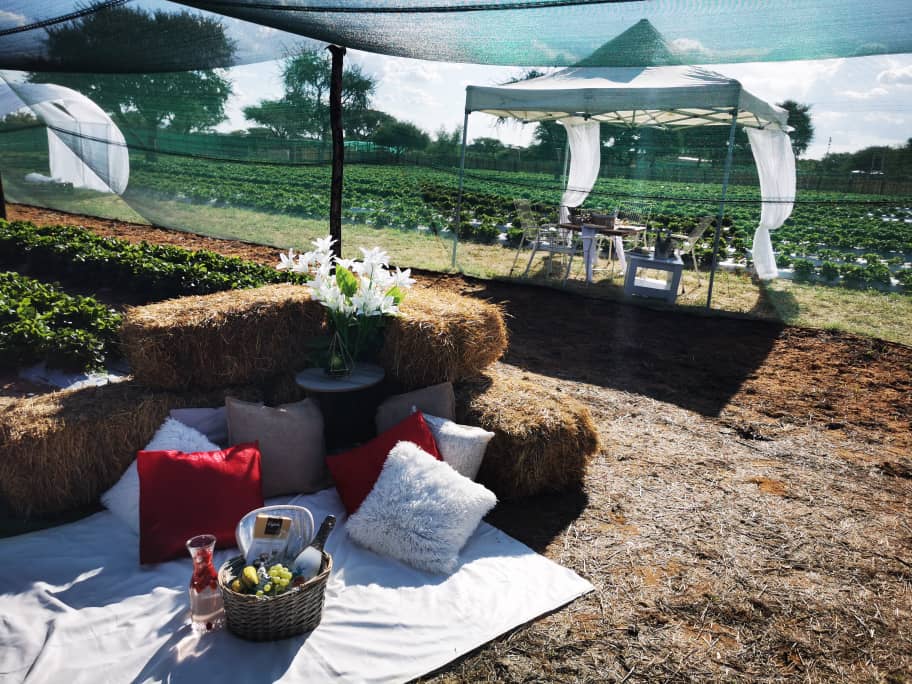 Strawberry Farm Day Tour from Windhoek